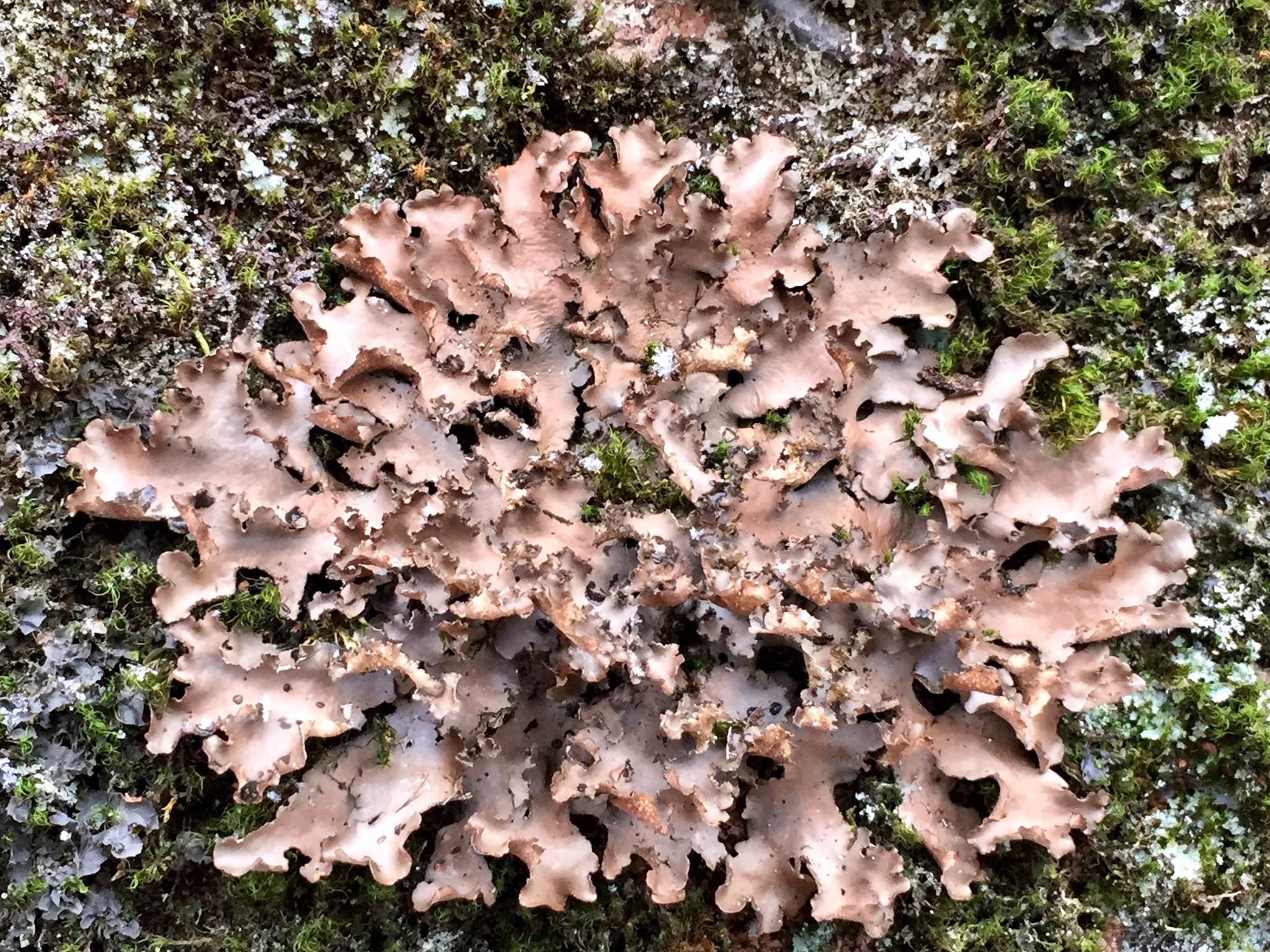 Sticta beauvoisii image