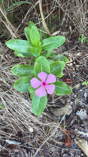 Catharanthus roseus observed 2026-10-30