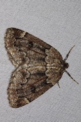 Spodolepis substriataria