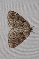 Spodolepis substriataria