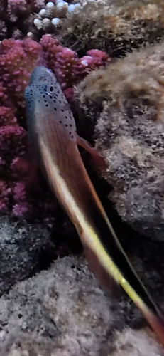 Paracirrhites forsteri observed 2026-10-28