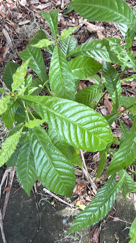 Psychotria observed 2026-10-30