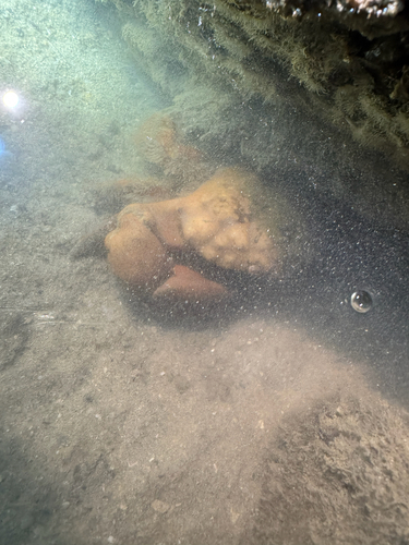 Etisus laevimanus observed 2026-10-30