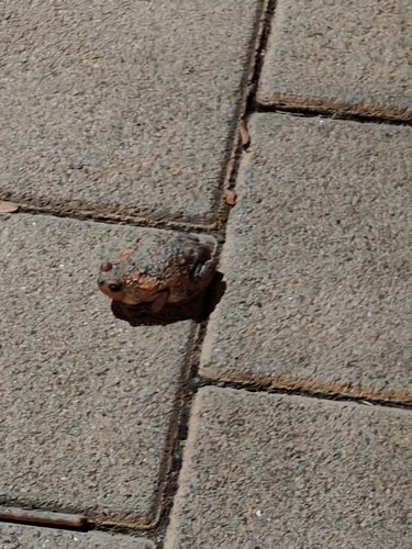 Kaloula pulchra observed 2026-10-30
