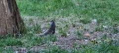 Sciurus carolinensis