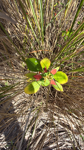 Euphorbia heterophylla observed 2026-10-30