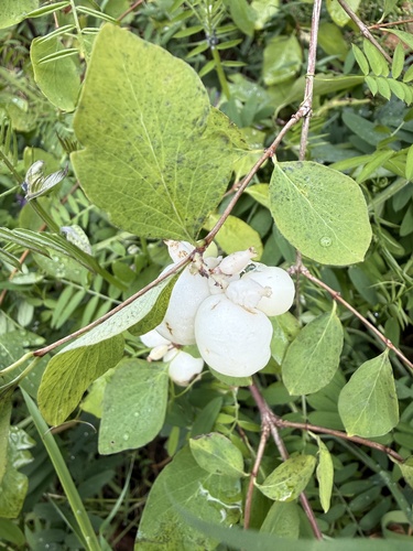 Vaccinium observed 2026-10-30