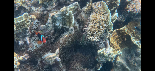 Amphiprion melanopus observed 2026-10-30