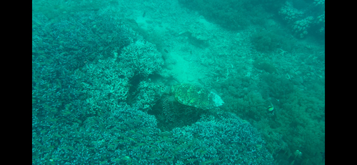 Eretmochelys imbricata observed 2026-10-30