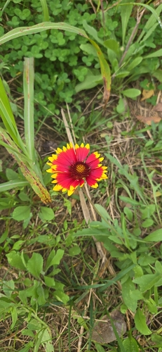 Gaillardia pulchella observed 2026-10-30