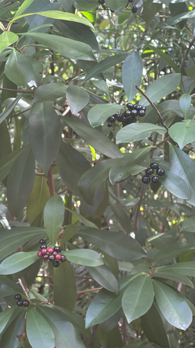 Ardisia observed 2026-10-30