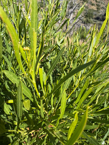 Dodonaea viscosa observed 2026-10-28