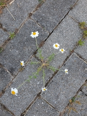 Anthemis ruthenica