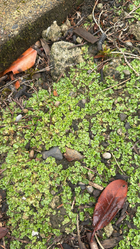 Hepaticae observed 2026-10-30