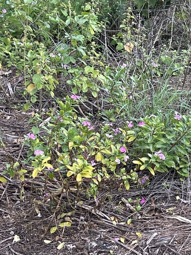 Catharanthus roseus observed 2026-10-30