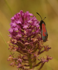 Zygaena purpuralis