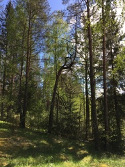 Cronartium flaccidum