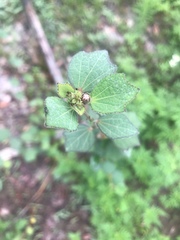 Urena lobata image