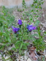 Echium vulgare