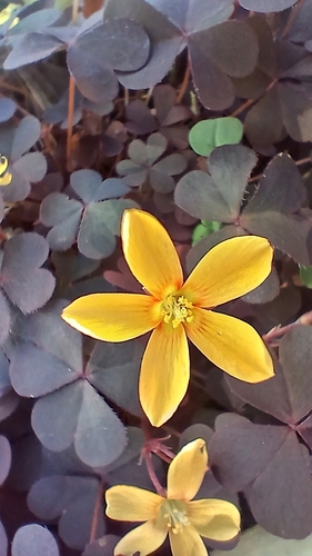 Oxalis corniculata observed 2026-10-30