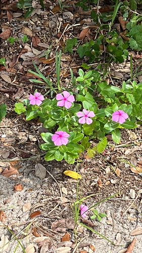 Catharanthus roseus observed 2026-10-30