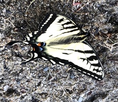 Papilio canadensis