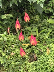 Masdevallia veitchiana