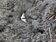 Papilio canadensis