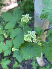 Ribes wolfii