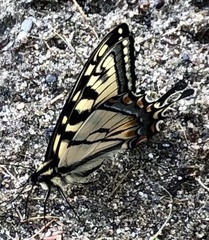 Papilio canadensis