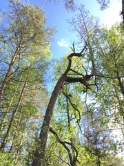 Cronartium flaccidum