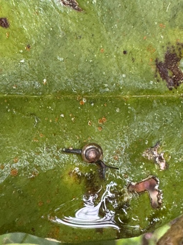 Ovachlamys fulgens observed 2026-10-30