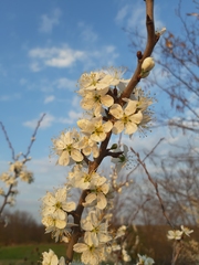 Prunus spinosa