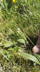 Cerastium holosteoides