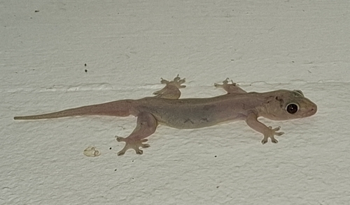 Gehyra mutilata observed 2026-10-30