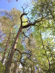 Cronartium flaccidum