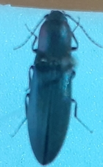 Agriotes fucosus