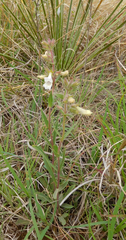 Penstemon albidus
