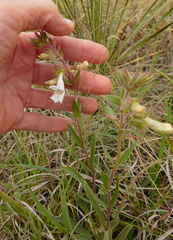 Penstemon albidus