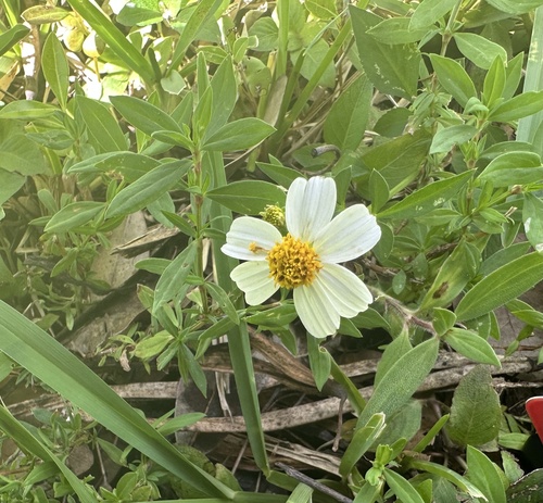 Bidens pilosa observed 2026-10-30