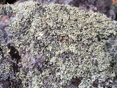 Xanthoparmelia viriduloumbrina