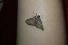 Antiblemma perva