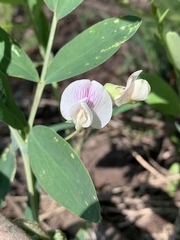 Lathyrus lanszwertii