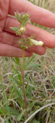 Penstemon albidus