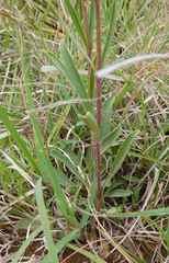Penstemon albidus