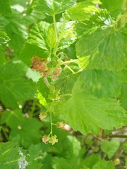 Ribes nigrum