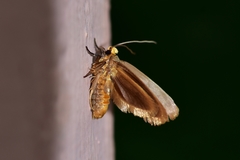 Lepidoptera