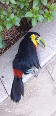 Ramphastos dicolorus