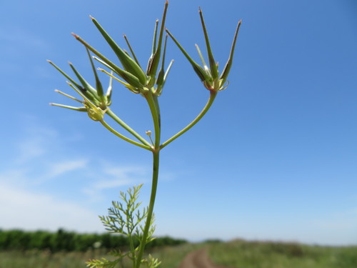 Scandix palaestina