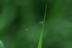 Aciagrion occidentale